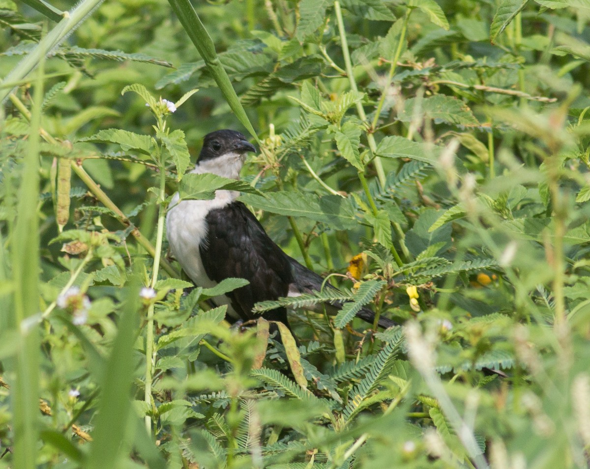 Pied Cuckoo - ML175929781