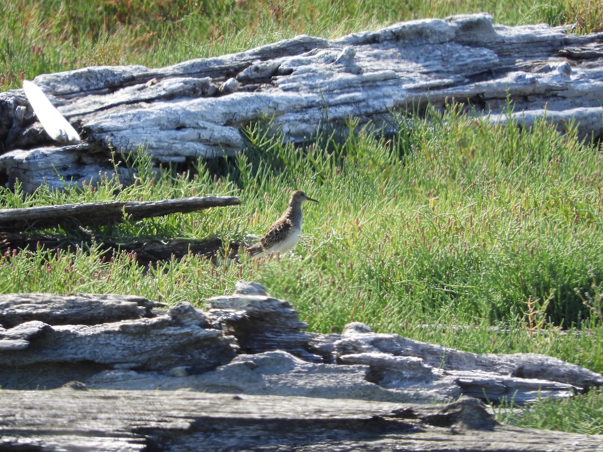 Pectoral Sandpiper - ML175929841