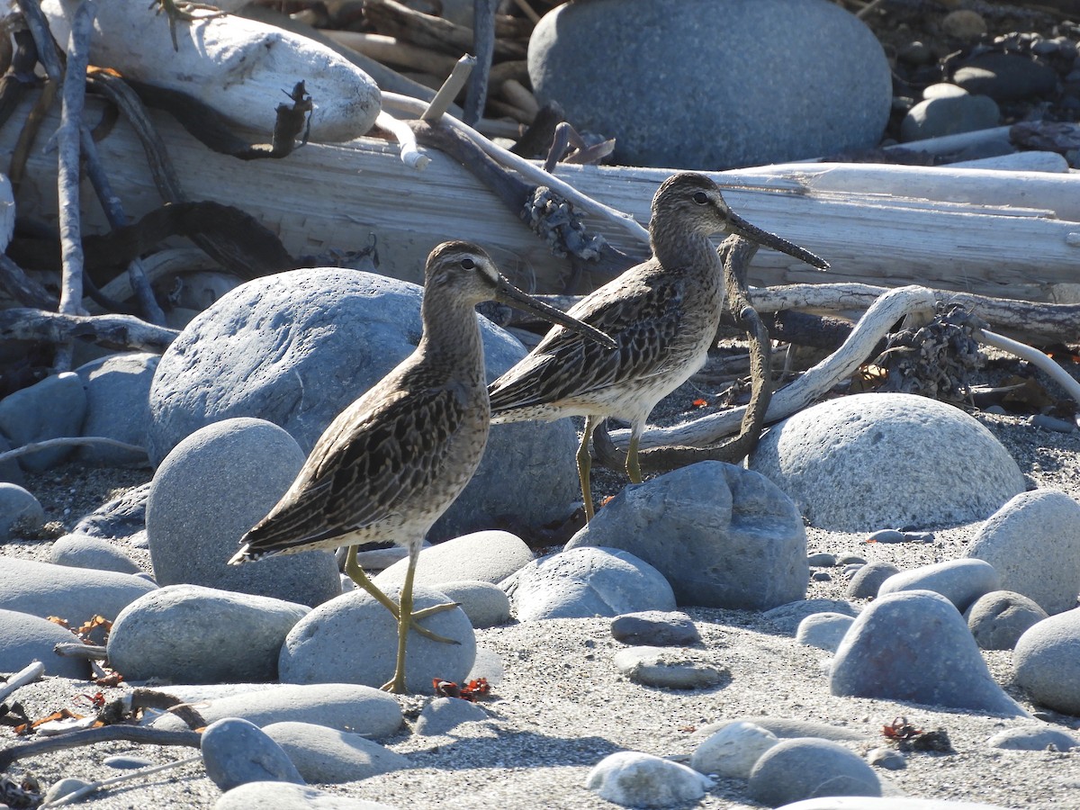 Short-billed Dowitcher - ML175930251