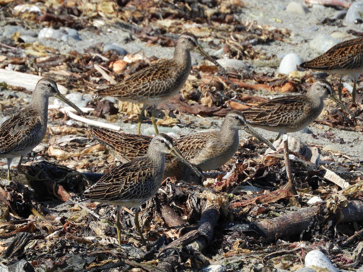 Short-billed Dowitcher - ML175930421