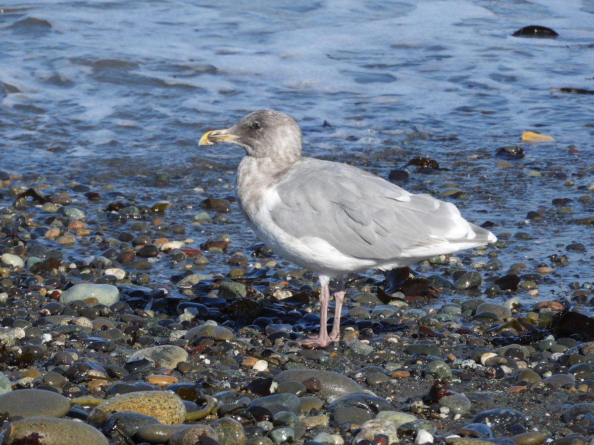 Glaucous-winged Gull - Bob Boekelheide