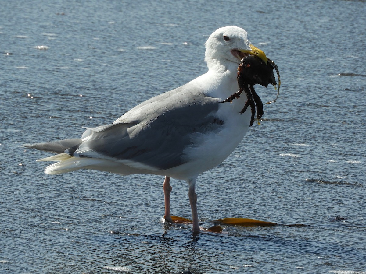 Glaucous-winged Gull - ML175930991