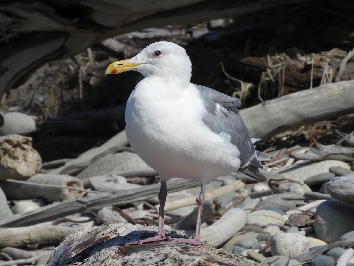 Glaucous-winged Gull - Bob Boekelheide