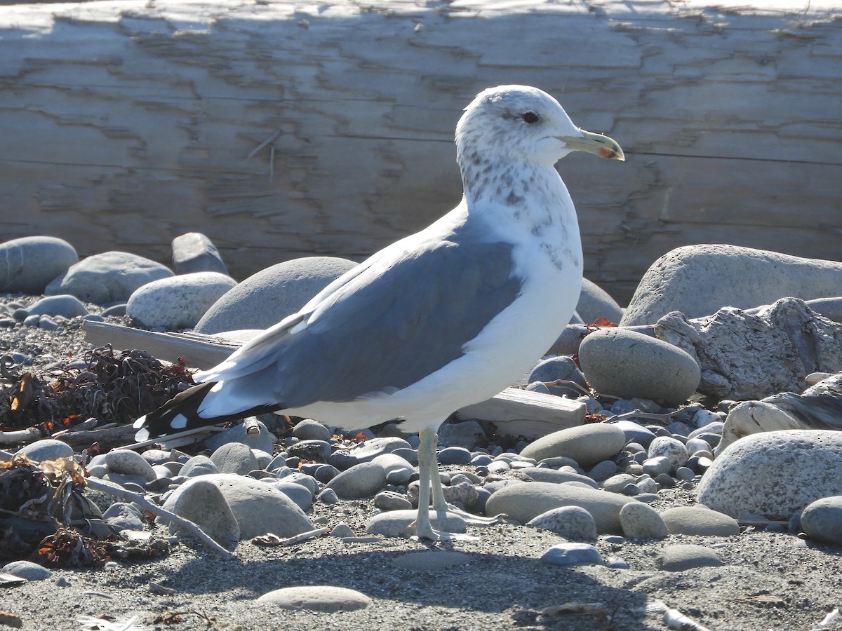 California Gull - ML175931051