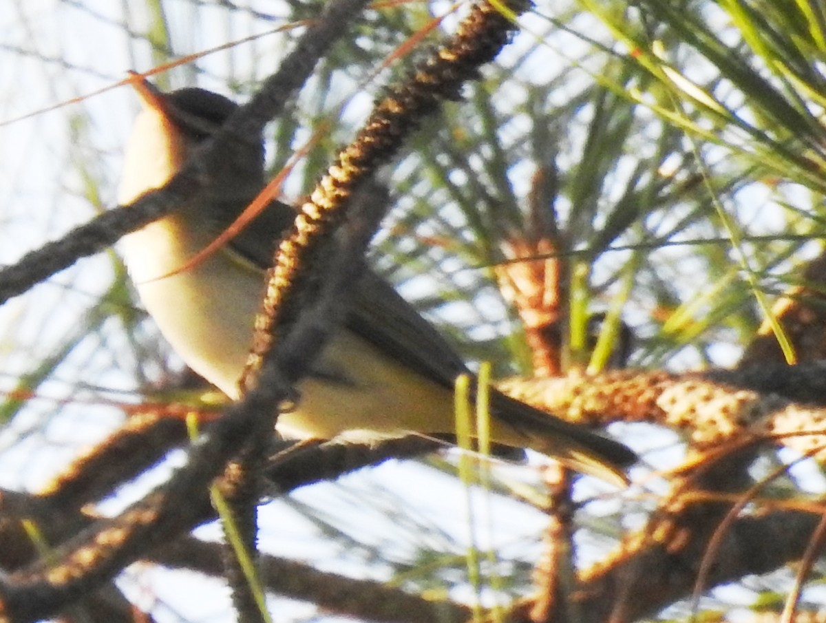 Red-eyed Vireo - ML175932001