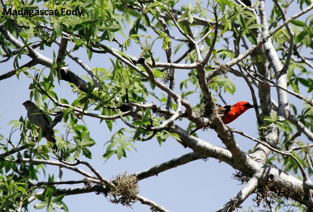 Red Fody - ML175932621