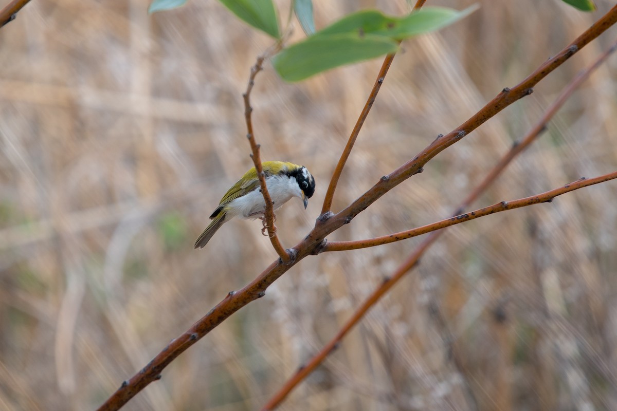 White-throated Honeyeater - Betsy Evans