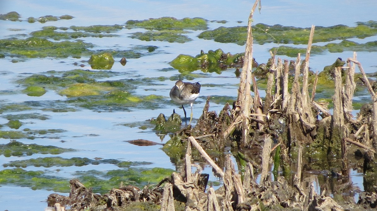 Solitary Sandpiper - ML175932931