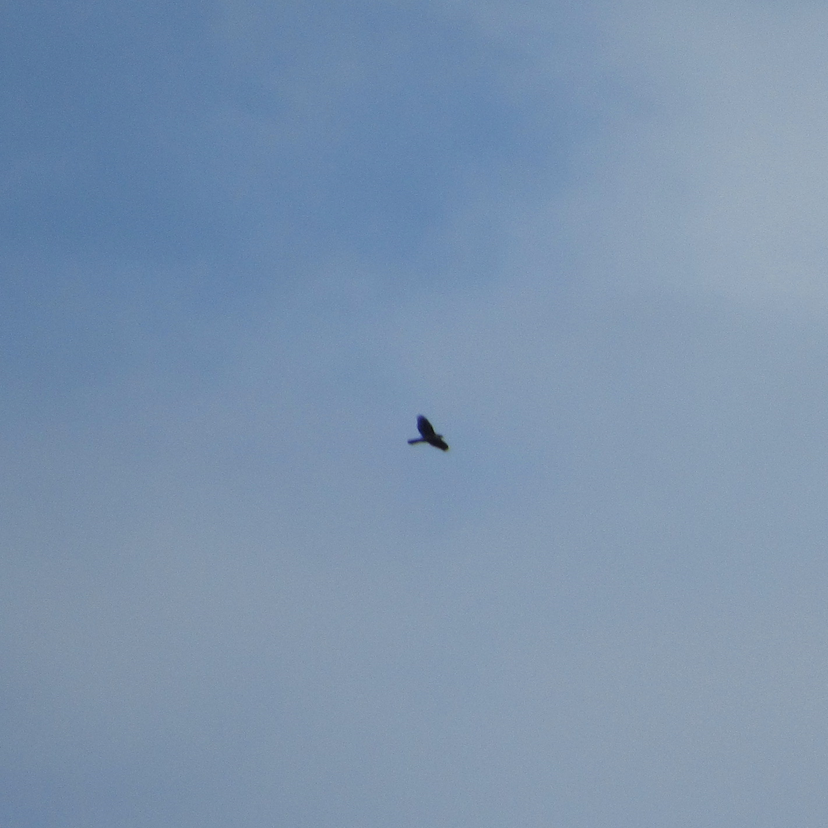 Cooper's Hawk/American Goshawk - ML175933791