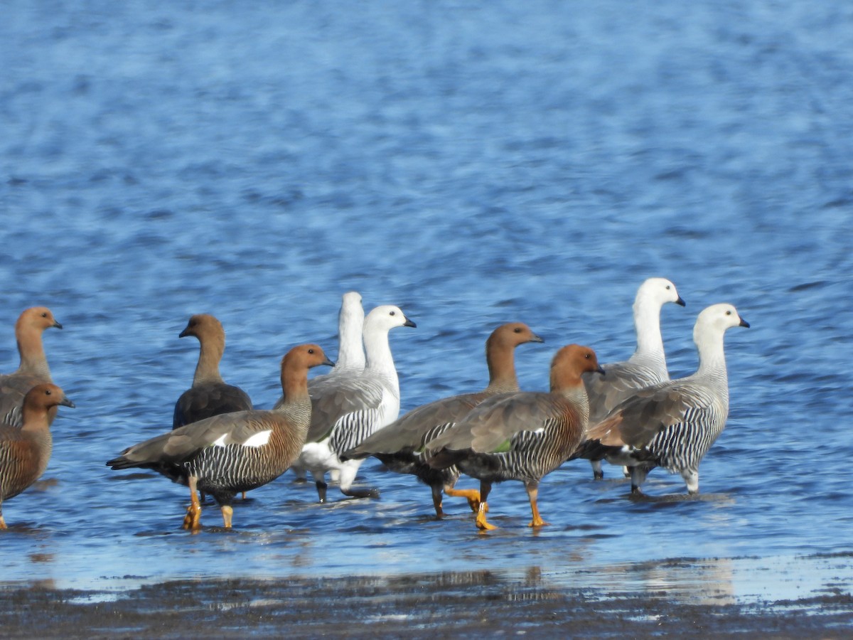 eBird Checklist - 1 Sep 2019 - Laguna cercana a Felipe Sola - 24 species
