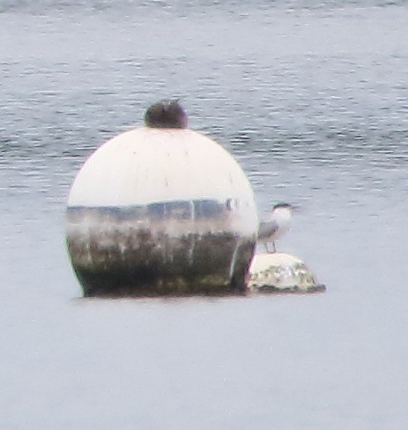 Common Tern - ML175934891