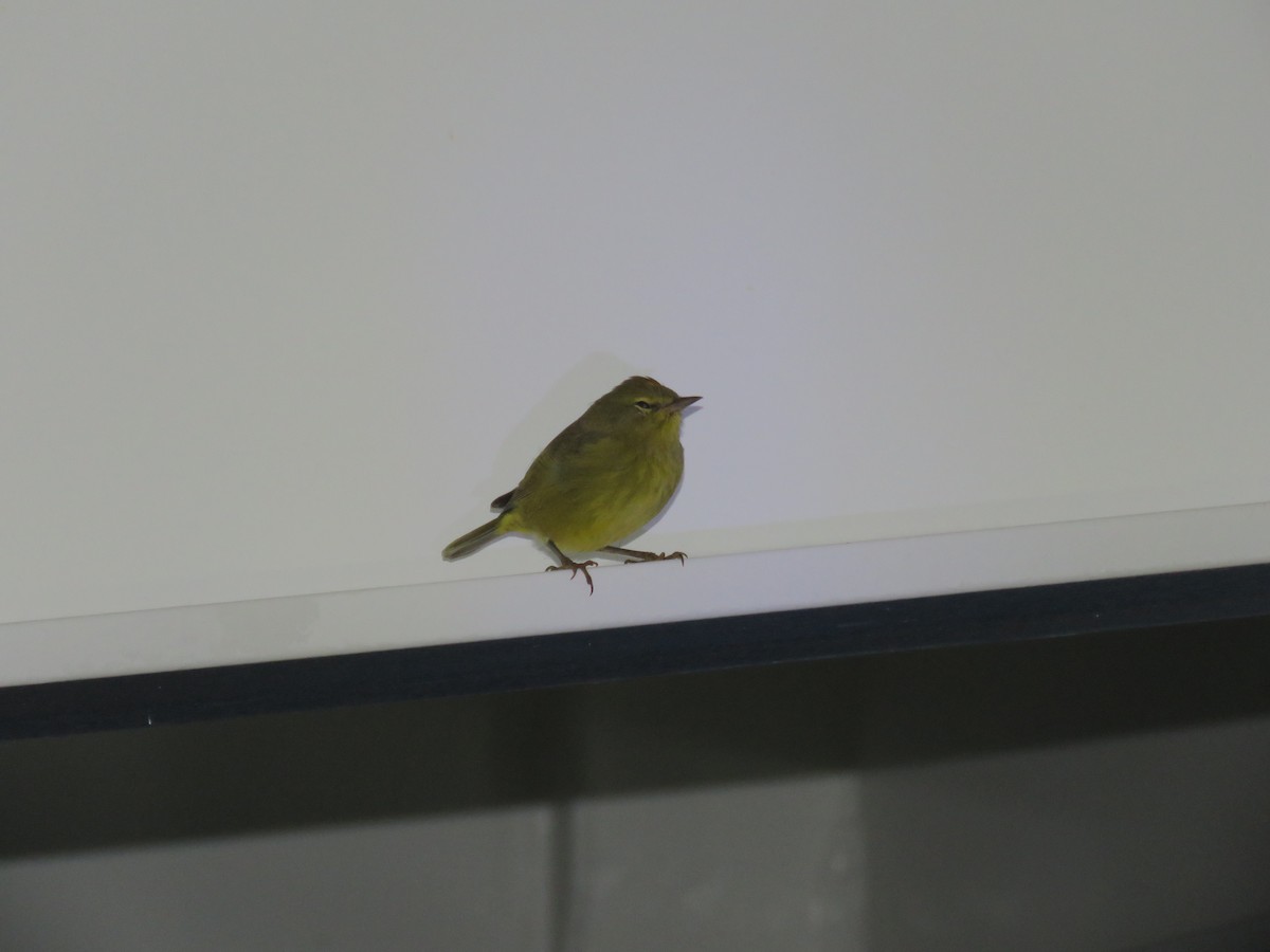 Orange-crowned Warbler - ML175936051