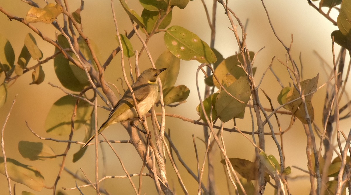 Gray-fronted Honeyeater - ML175938181