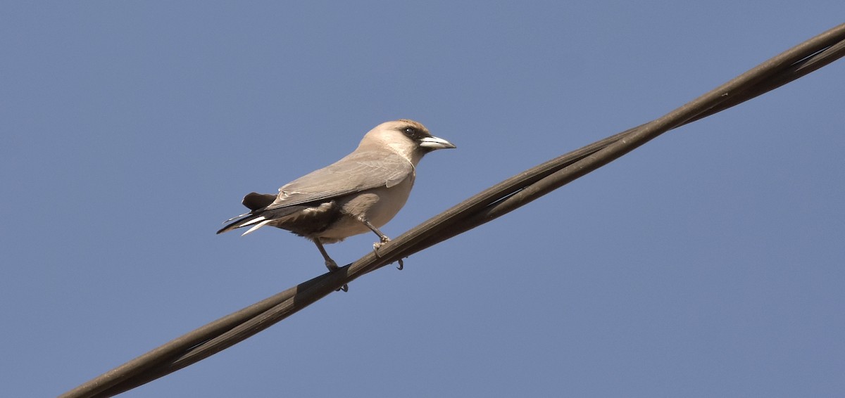 Black-faced Woodswallow - ML175938221