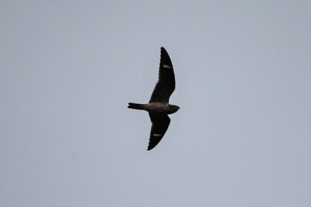 Common Nighthawk - Patrick Sysiong