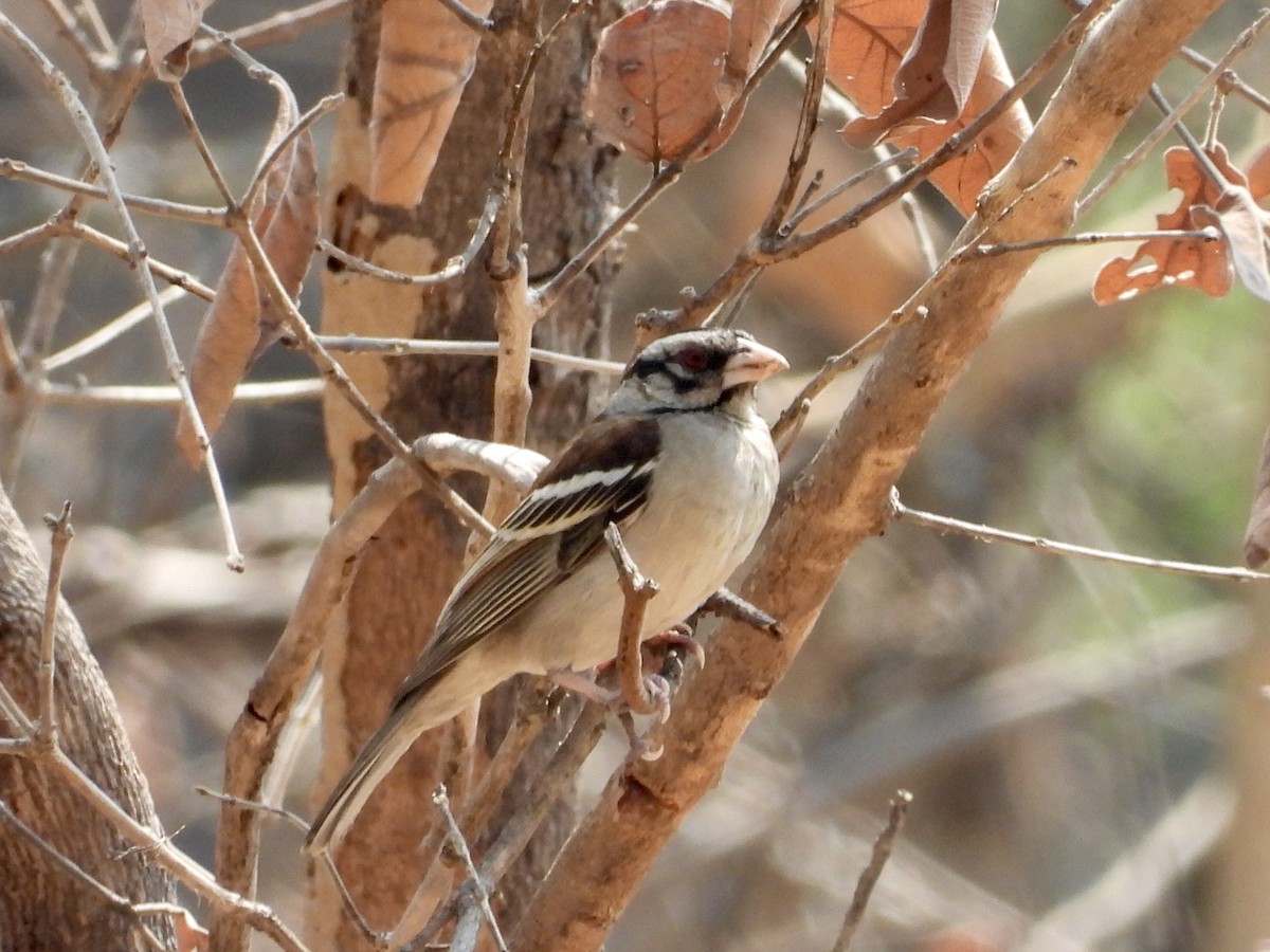 Chestnut-backed Sparrow-Weaver - GARY DOUGLAS