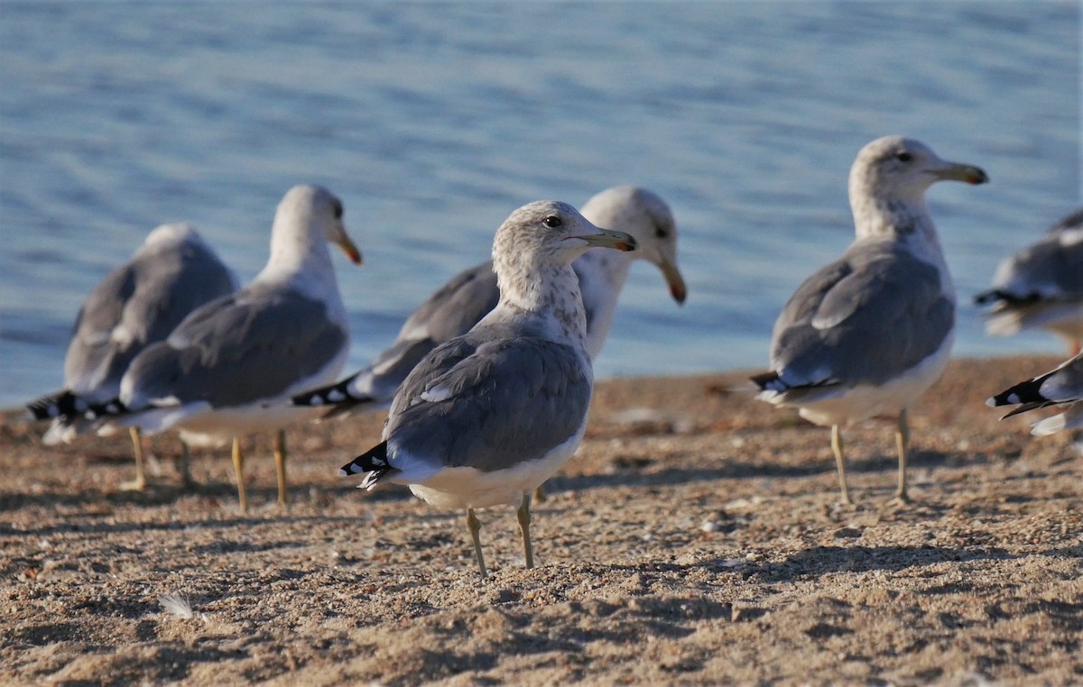 California Gull - ML175943071