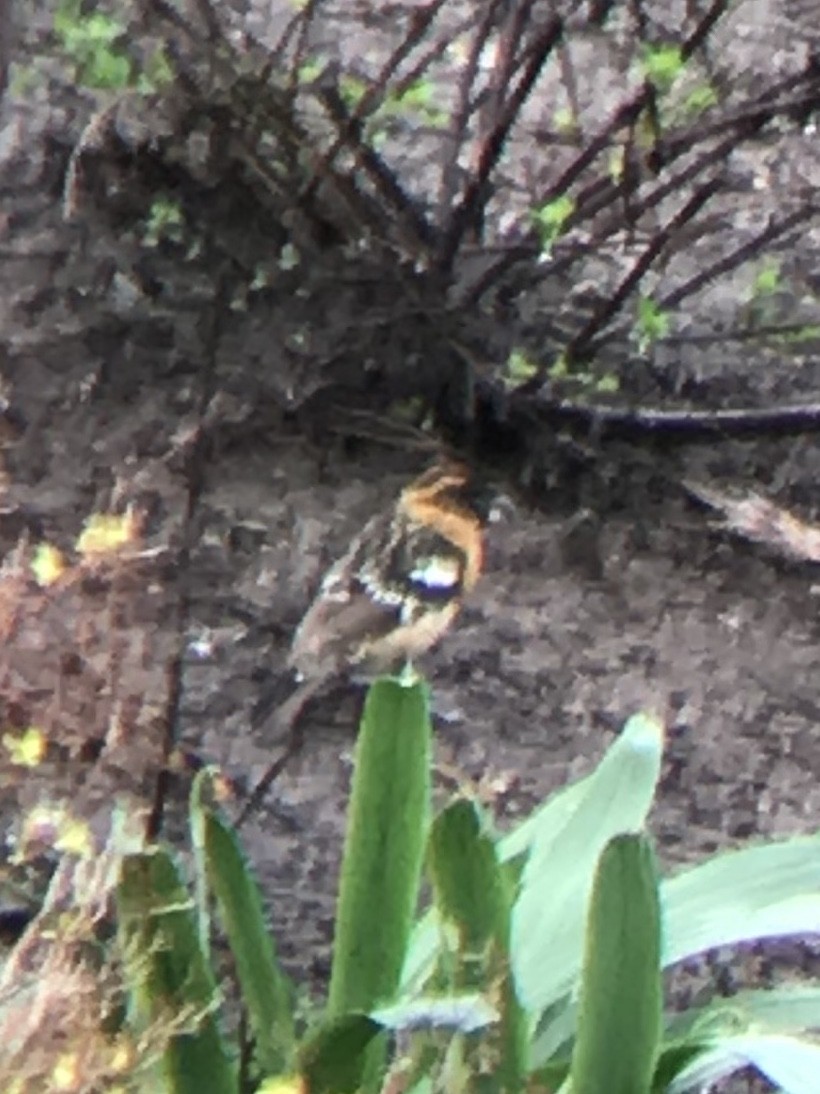 Black-headed Grosbeak - Leon Tkacenko