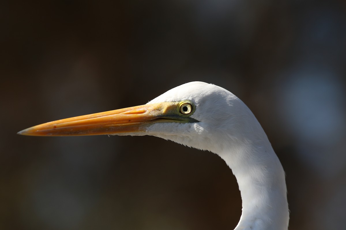 Great Egret (modesta) - Martin Allen