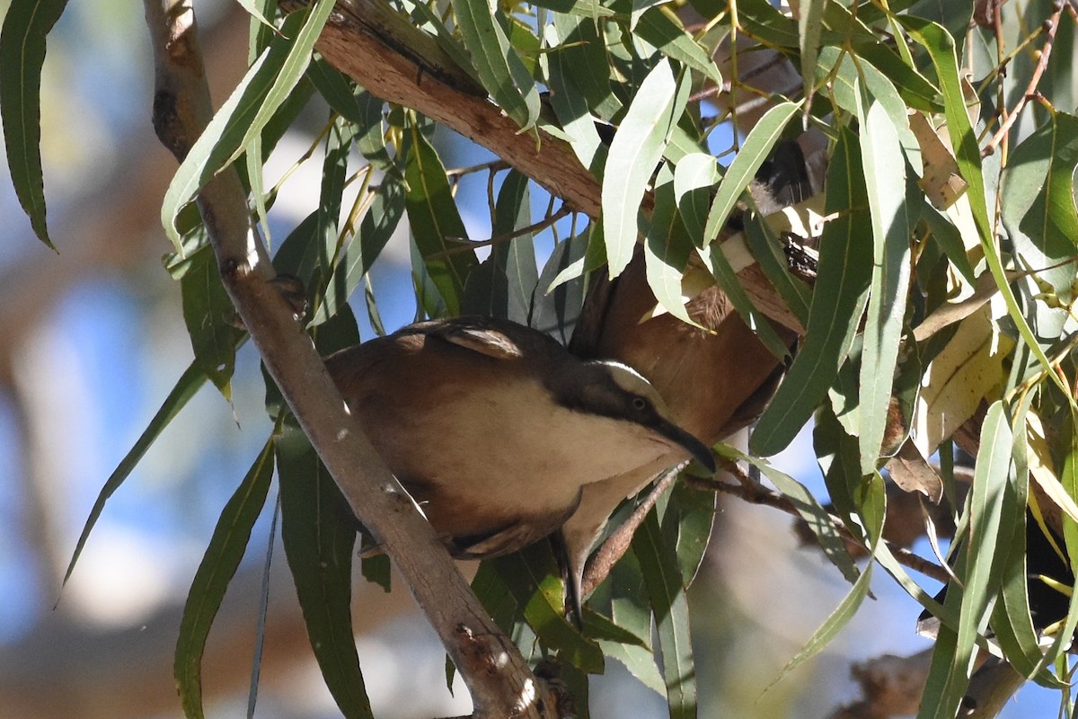 Gray-crowned Babbler - ML175945271