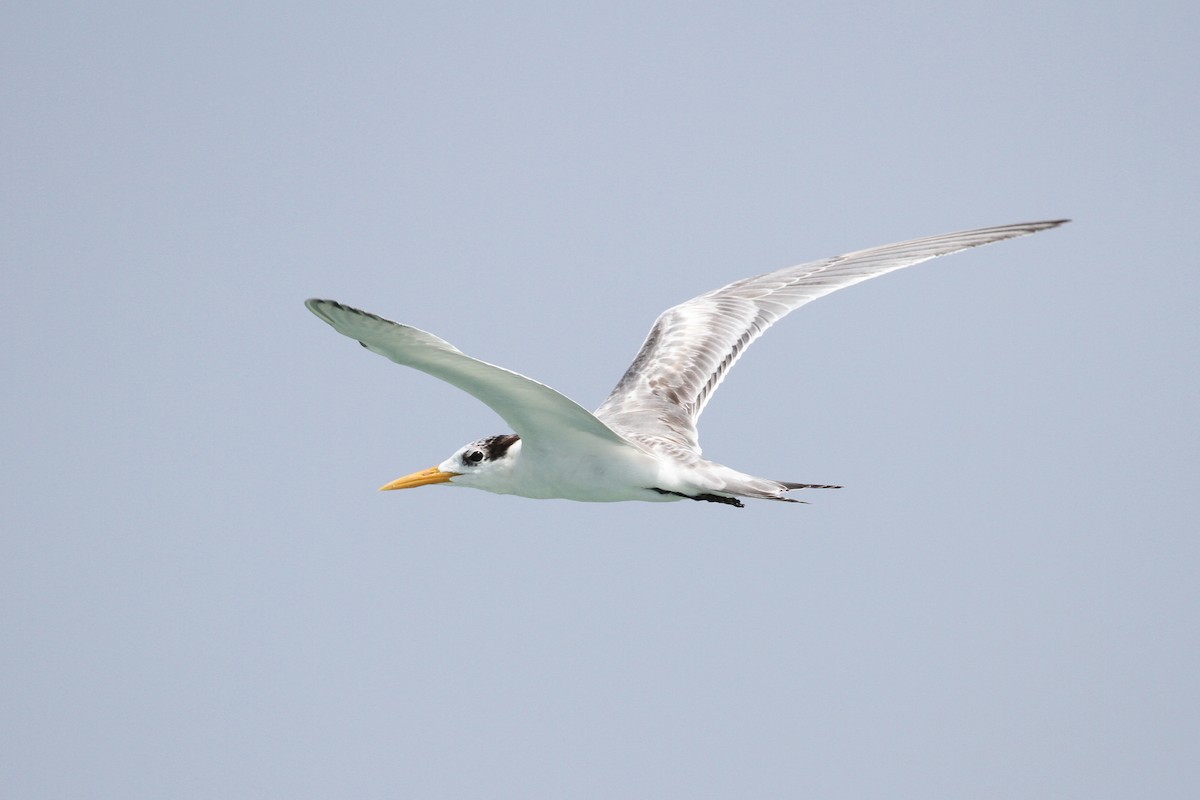 Lesser Crested Tern - ML175950041