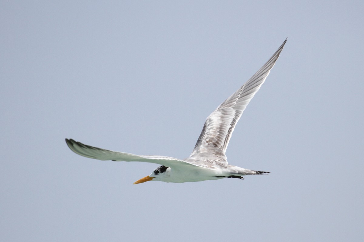 Lesser Crested Tern - ML175950051