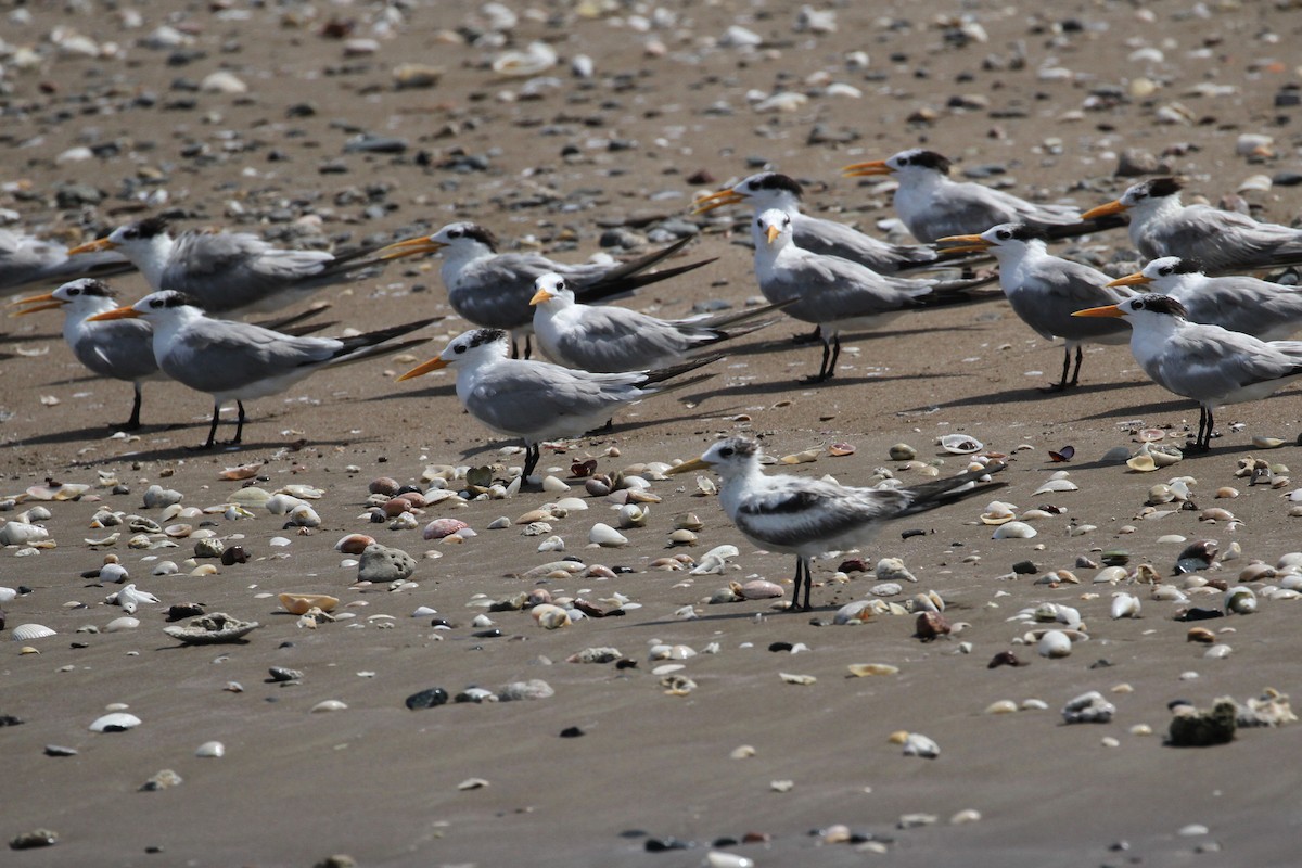 Lesser Crested Tern - Oscar Campbell