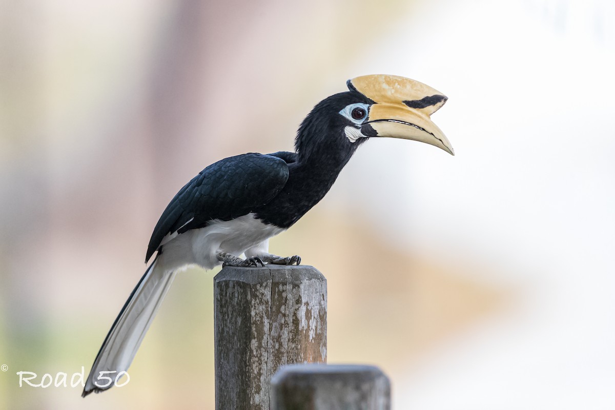Oriental Pied-Hornbill - Jun Yang