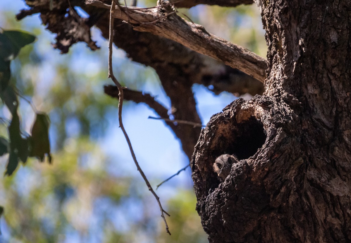Australian Owlet-nightjar - Kent Warner