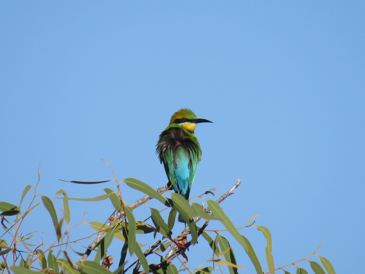 Rainbow Bee-eater - ML175951801