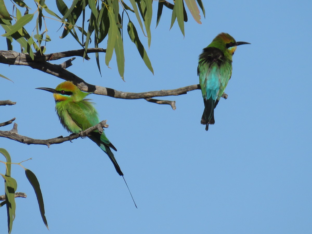 Rainbow Bee-eater - Greg Neill