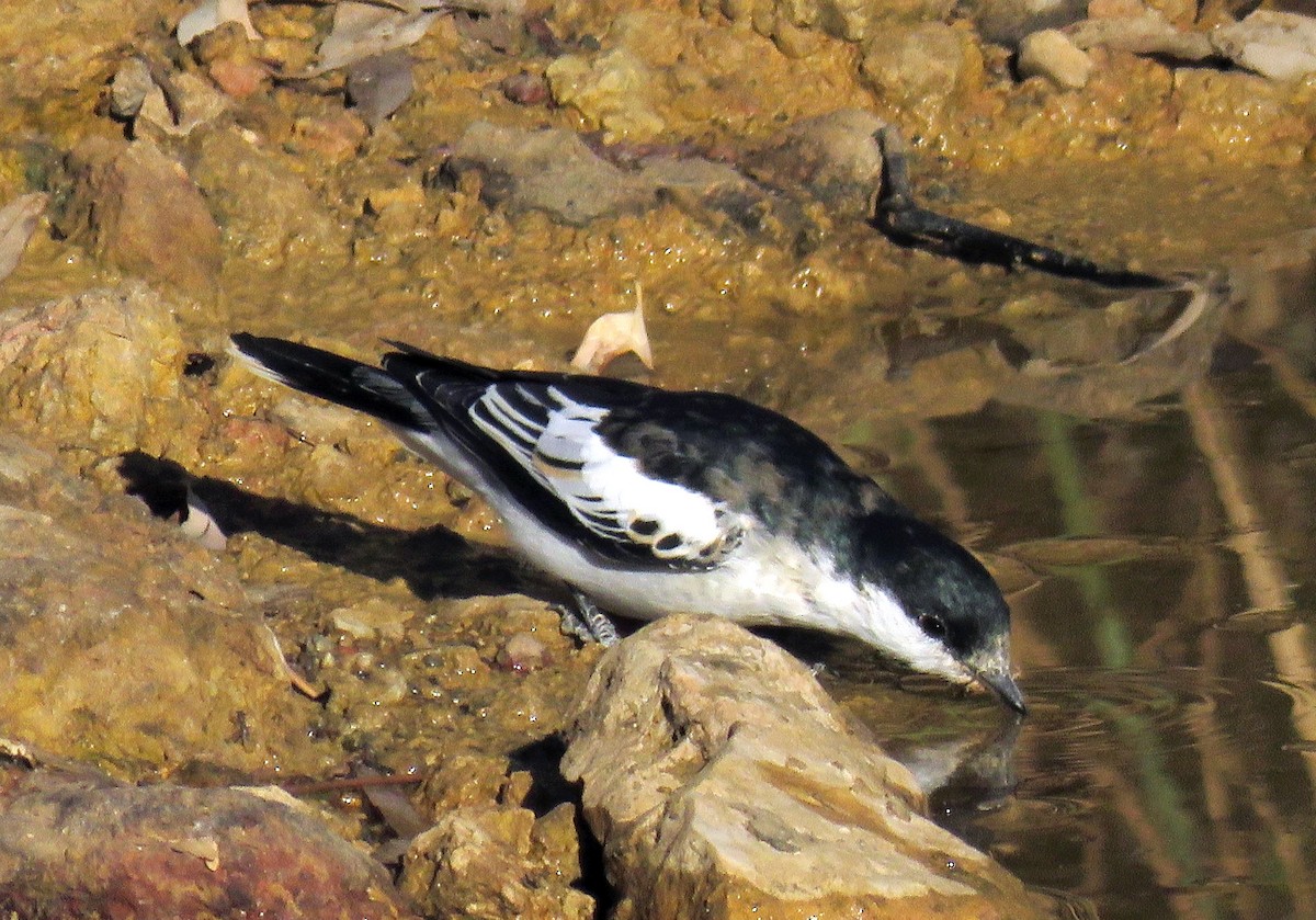 White-winged Triller - Greg Neill