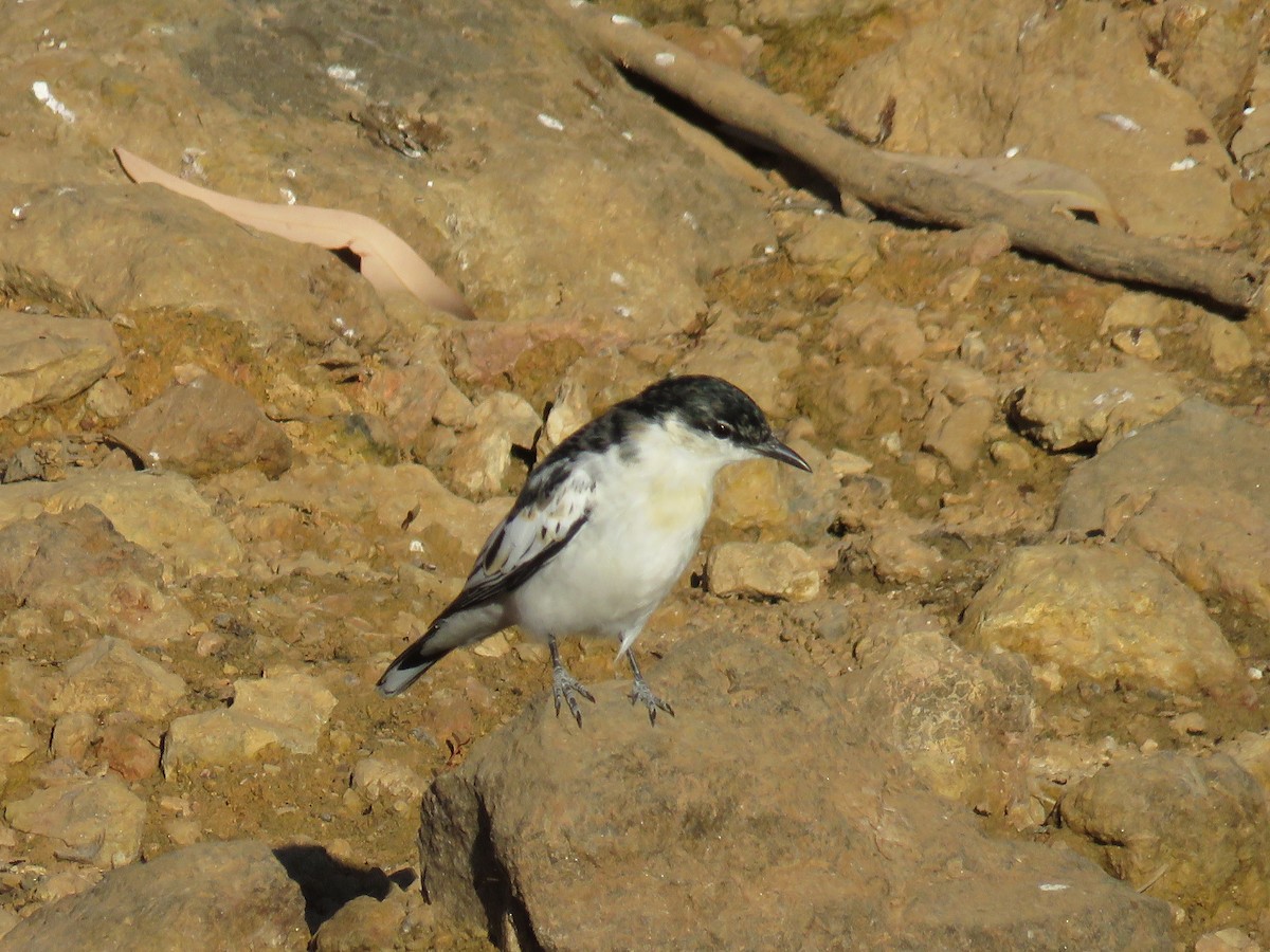 White-winged Triller - Greg Neill