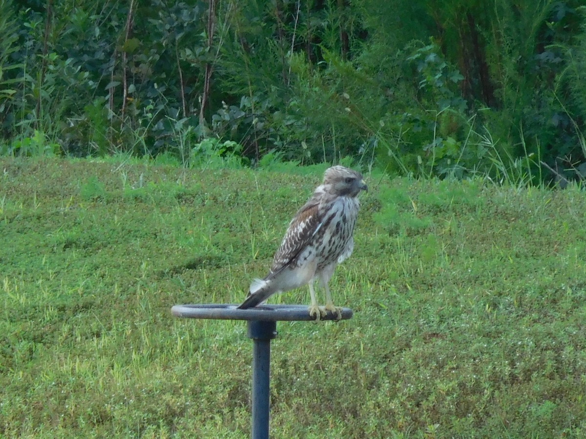 Red-shouldered Hawk - ML175952161