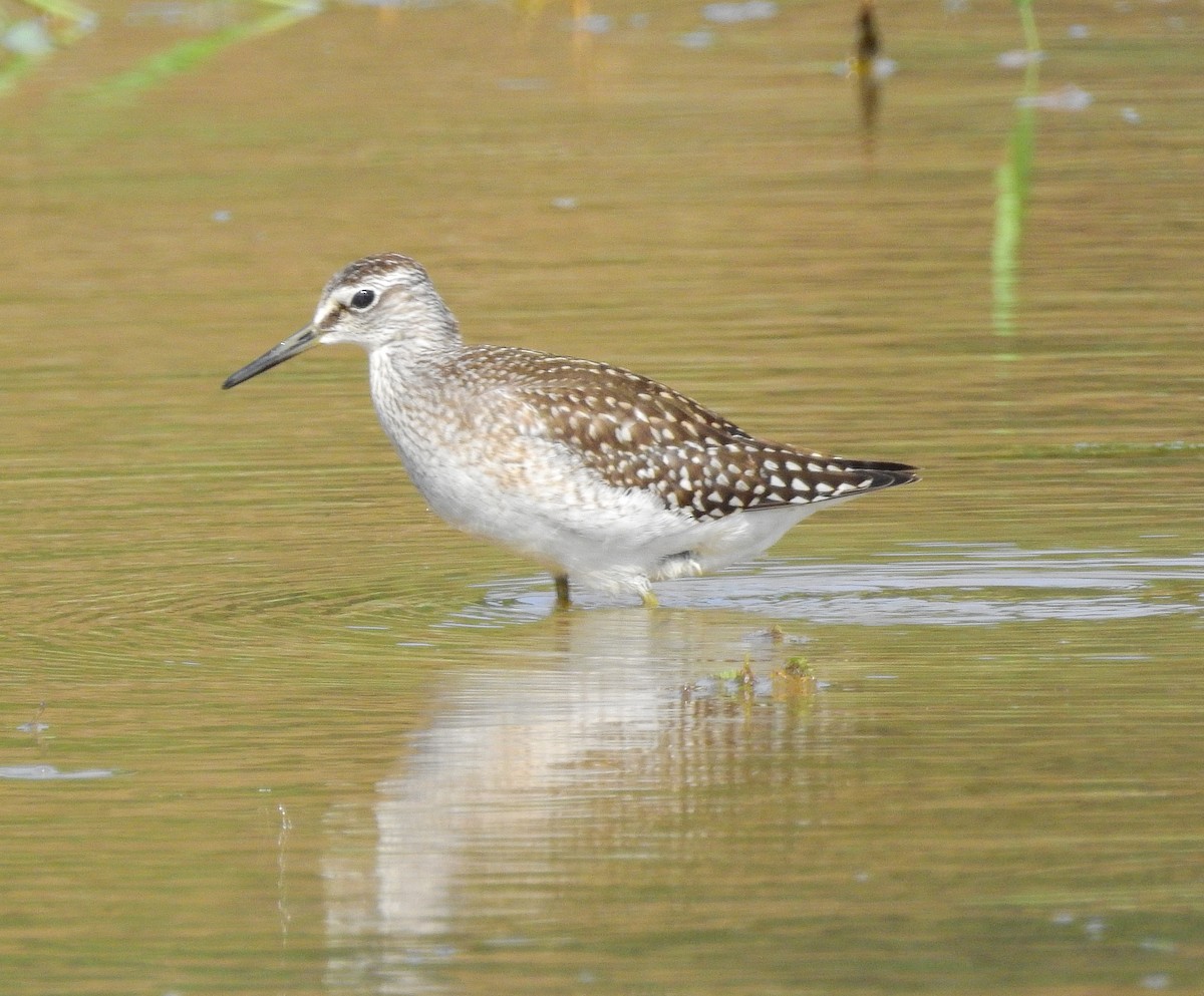 Wood Sandpiper - Arlango Lee