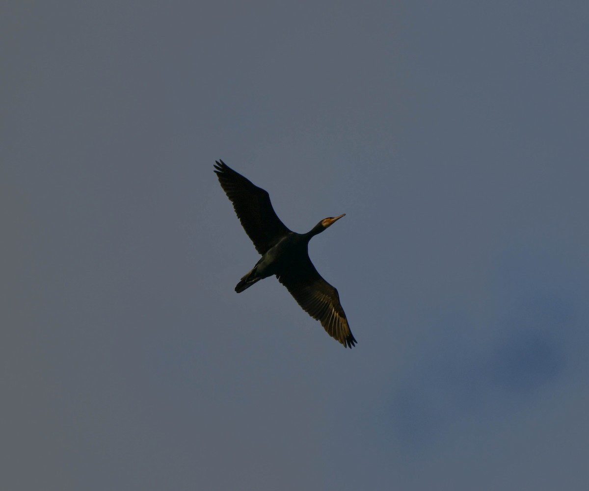 Great Cormorant (Australasian) - ML175952471
