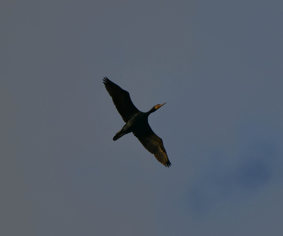 Kormoran (novaehollandiae) - ML175952471