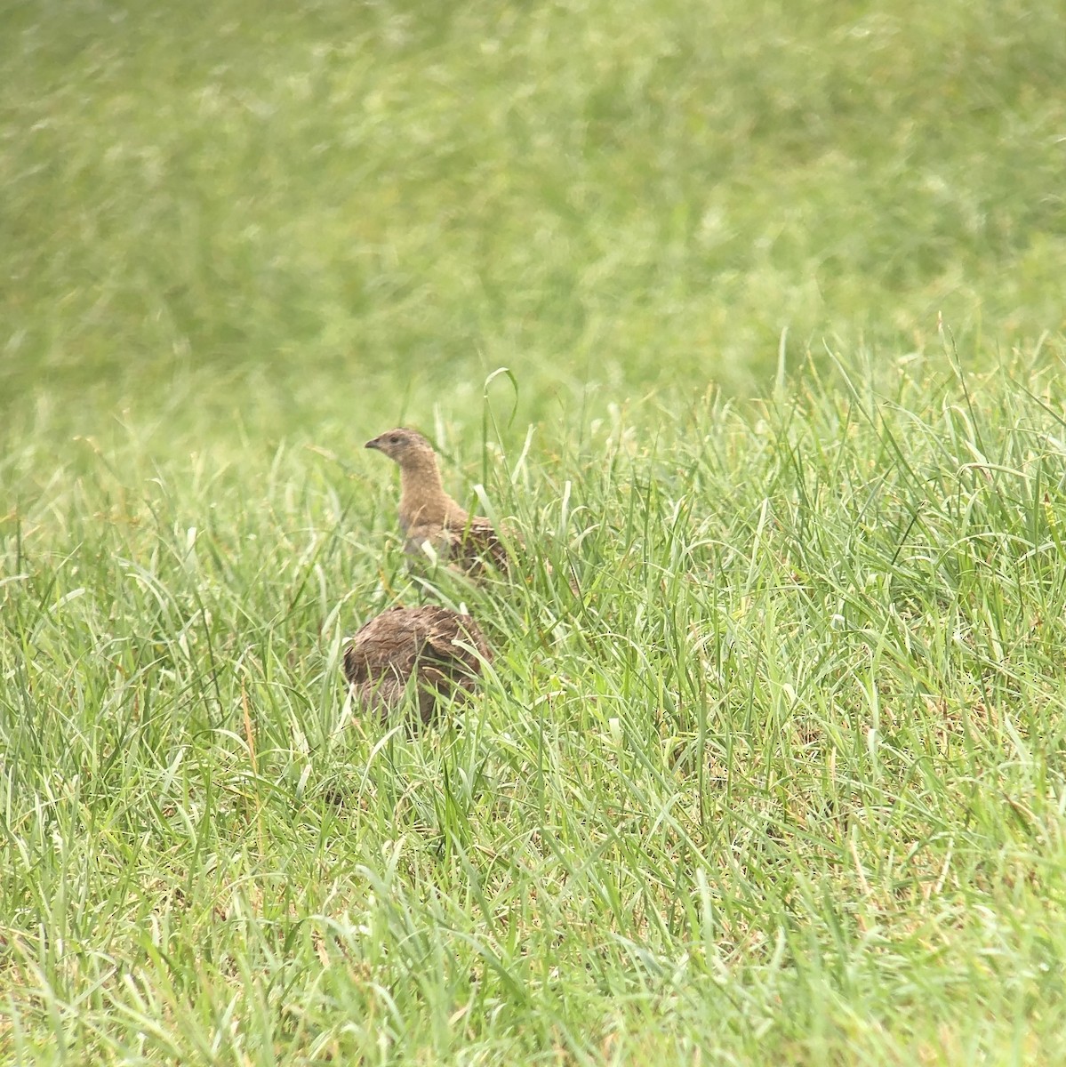 Gray Partridge - ML175952561