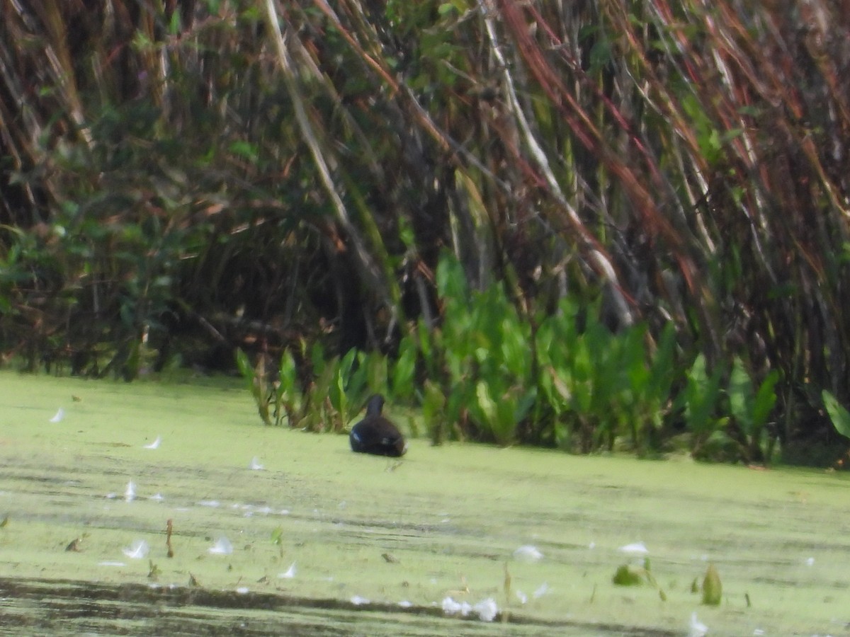 Common Gallinule - ML175952601