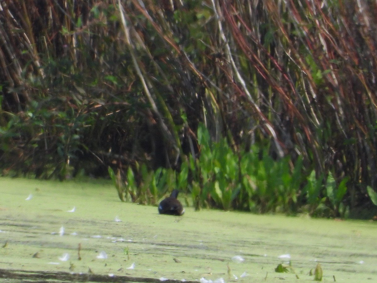 Common Gallinule - ML175952611