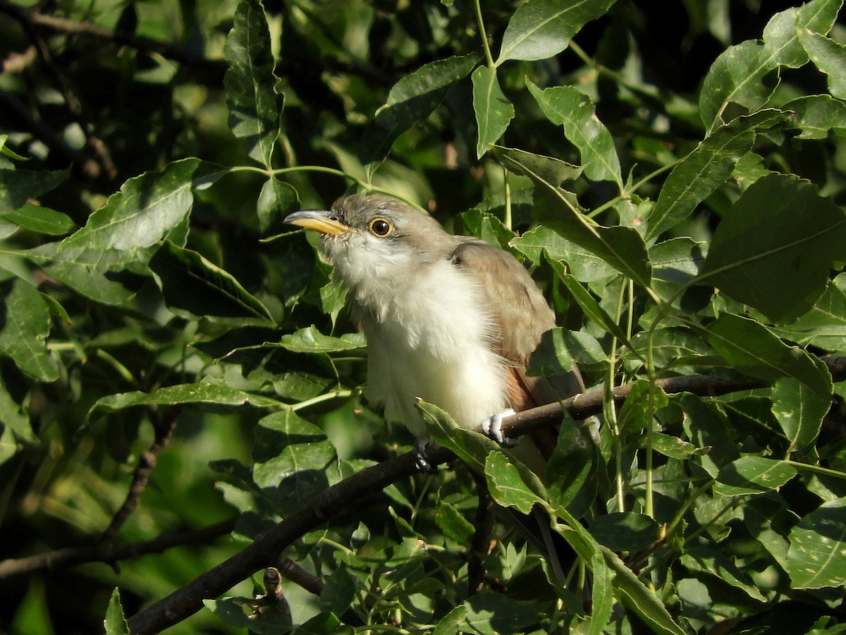 Yellow-billed Cuckoo - Paul Suchanek