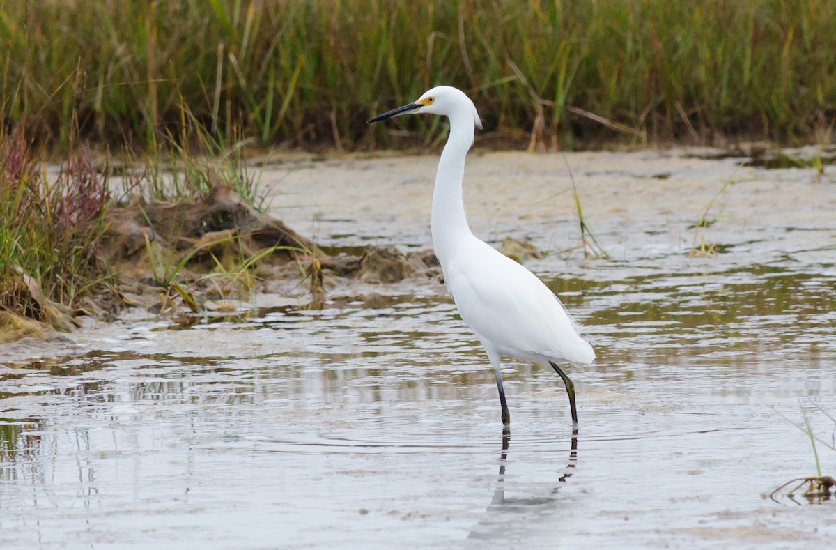 Snowy Egret - ML175953891