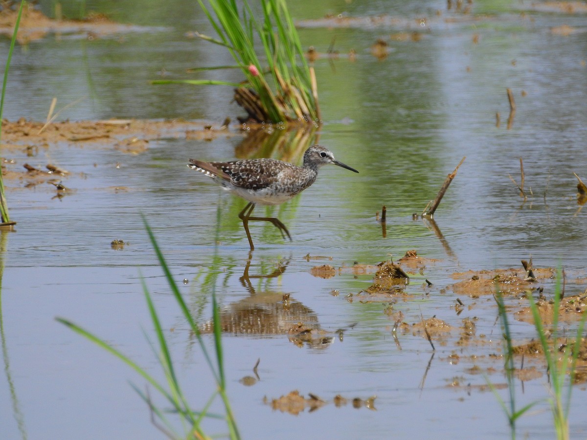 Wood Sandpiper - Arlango Lee