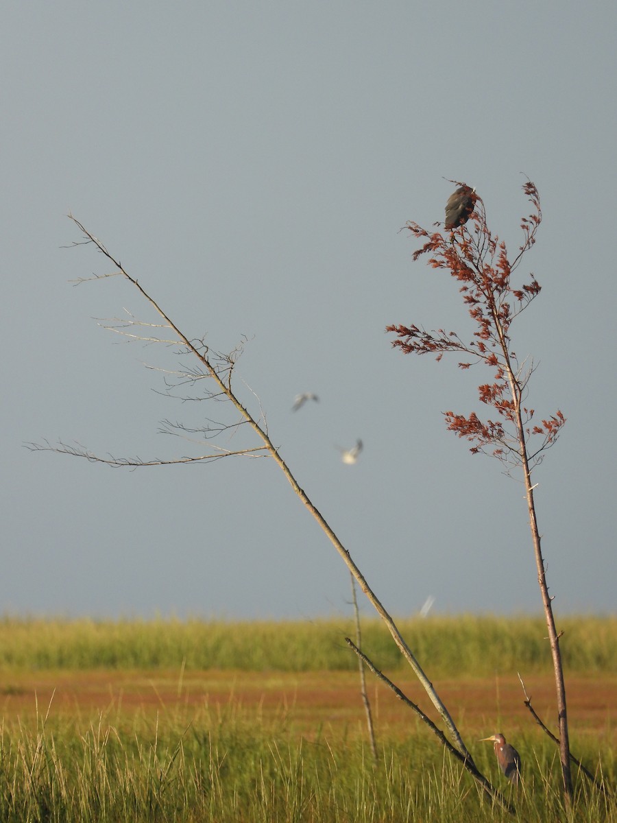 Tricolored Heron - ML175954041