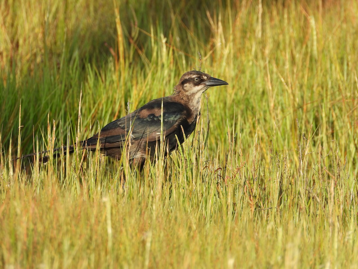 Boat-tailed Grackle - ML175954081