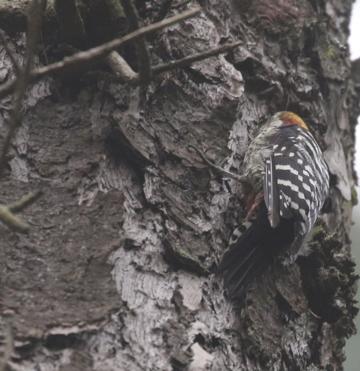 Brown-fronted Woodpecker - Vijaya Lakshmi