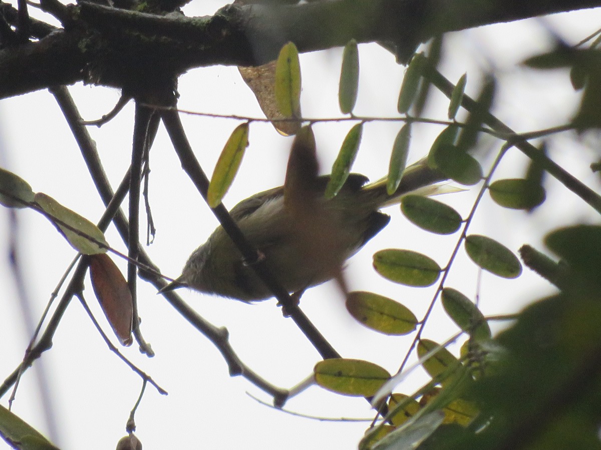 Yellow-breasted Apalis - Thomas Brooks