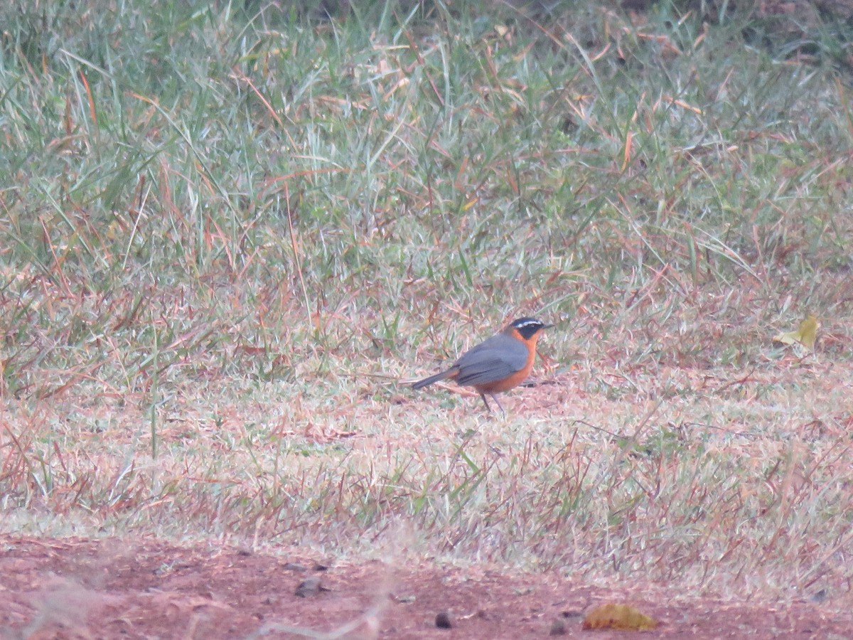 Rüppell's Robin-Chat - ML175957701