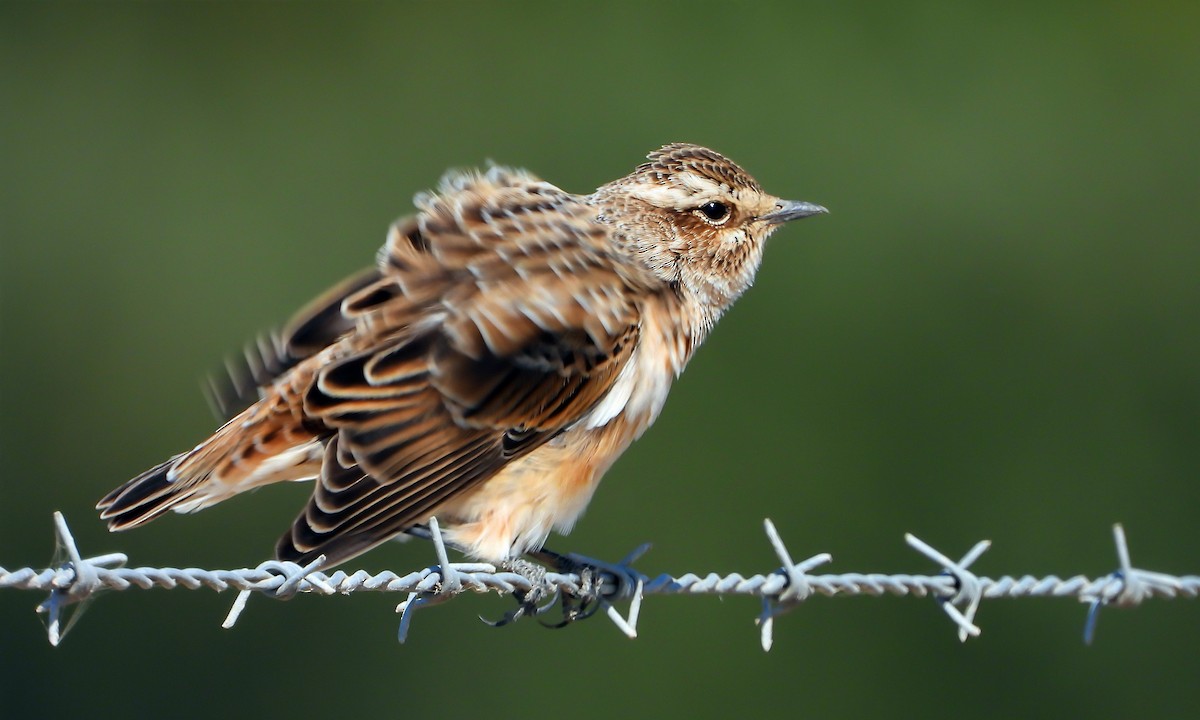 Whinchat - Rui Jorge