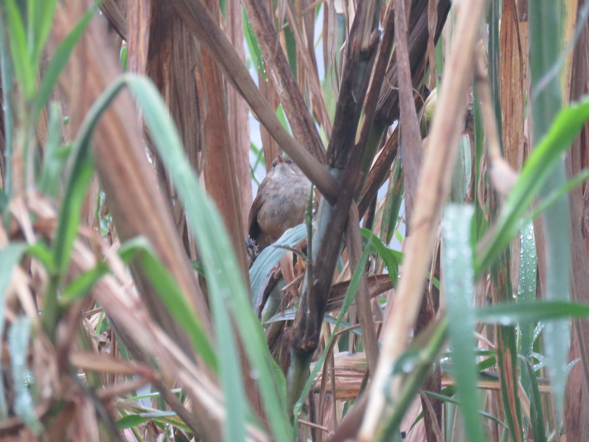 Lesser Swamp Warbler - ML175958951